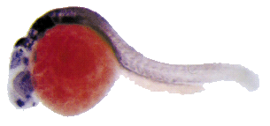 Expression of the zebrafish meis2.1 gene in a 24h zebrafish embryo. From Zerucha and Prince, 2001.